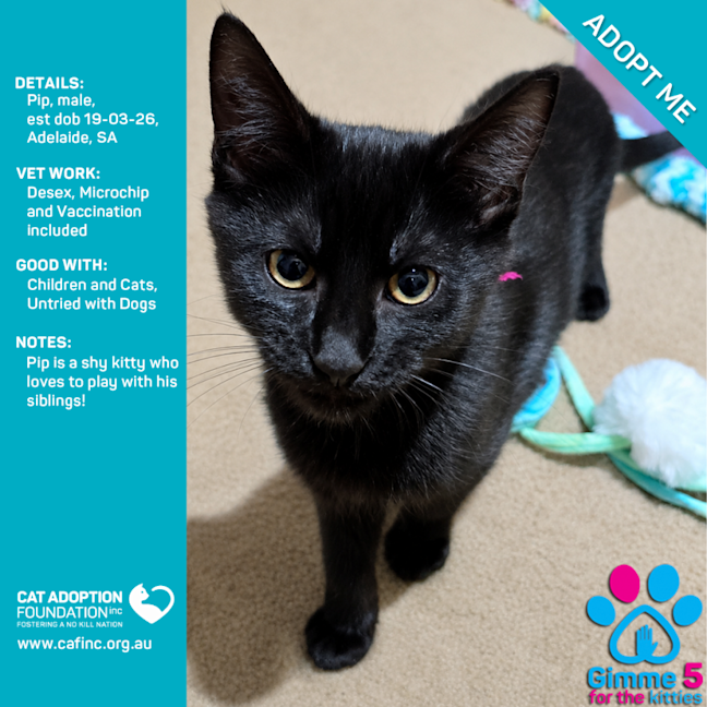 Photo of Pip