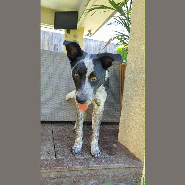 Photo of Lady Pepper