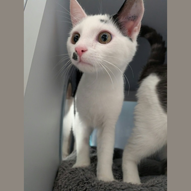 Photo of Bolt