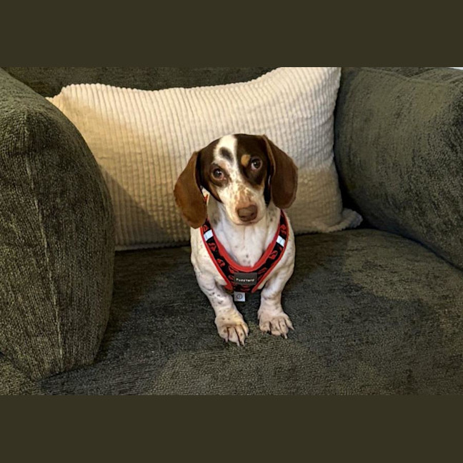 Photo of Coco Firebrace