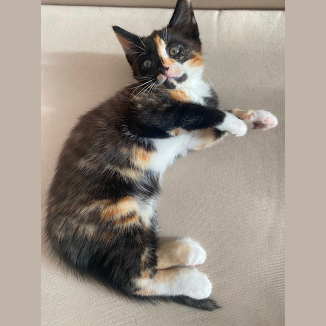 Photo of Poppy