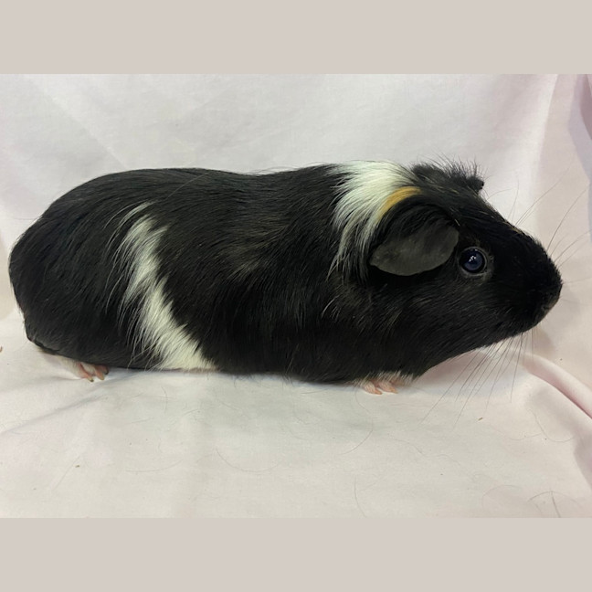 Photo of Choy Sum (Bonded With Bok Choy)