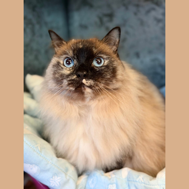 Photo of Aurora