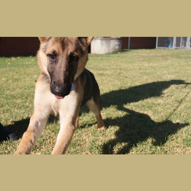Photo of Axel