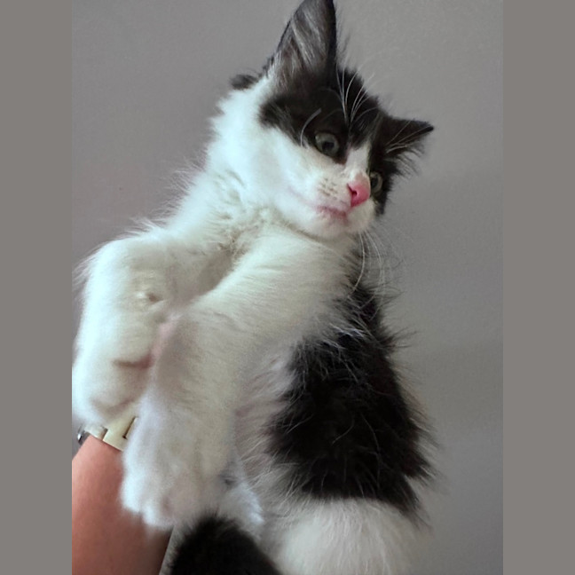 Photo of Rolly 