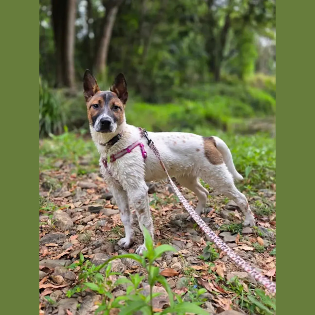 Photo of Fern