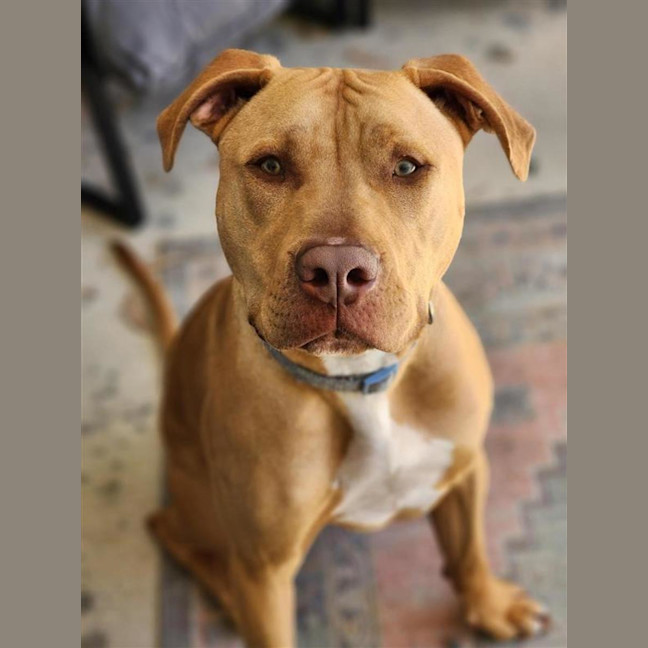 Photo of 🐁 Danger Mouse 6840 🐁