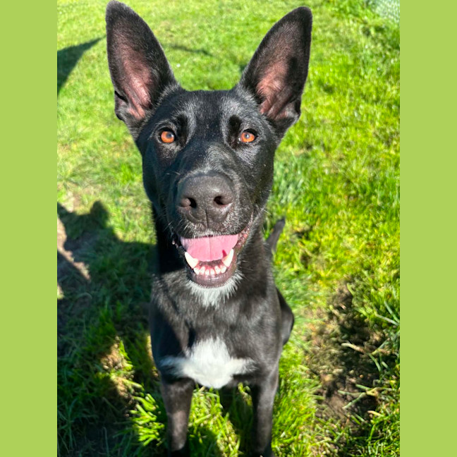 Photo of Echo