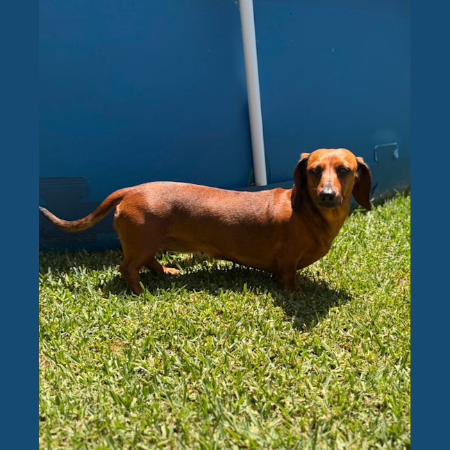Photo of Edwina   4 Year Old Dachshund