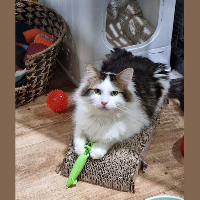Photo of Loki