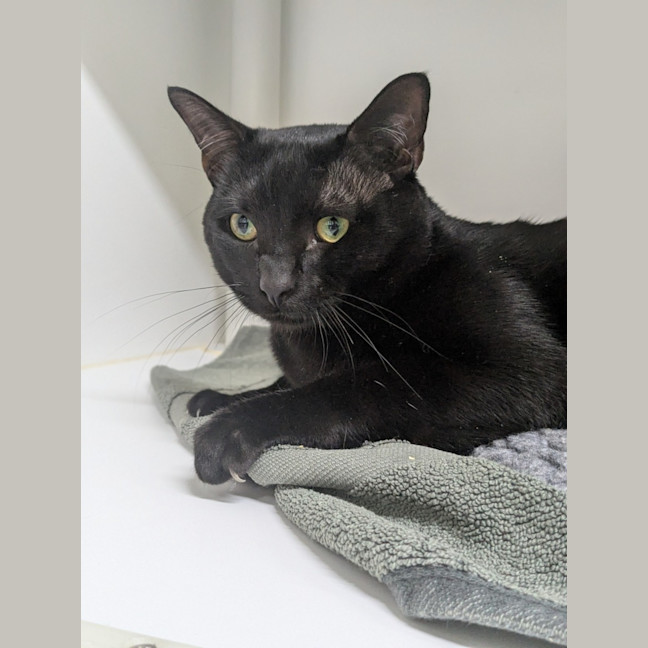 Photo of 🐝 Argyle 6861 🐝