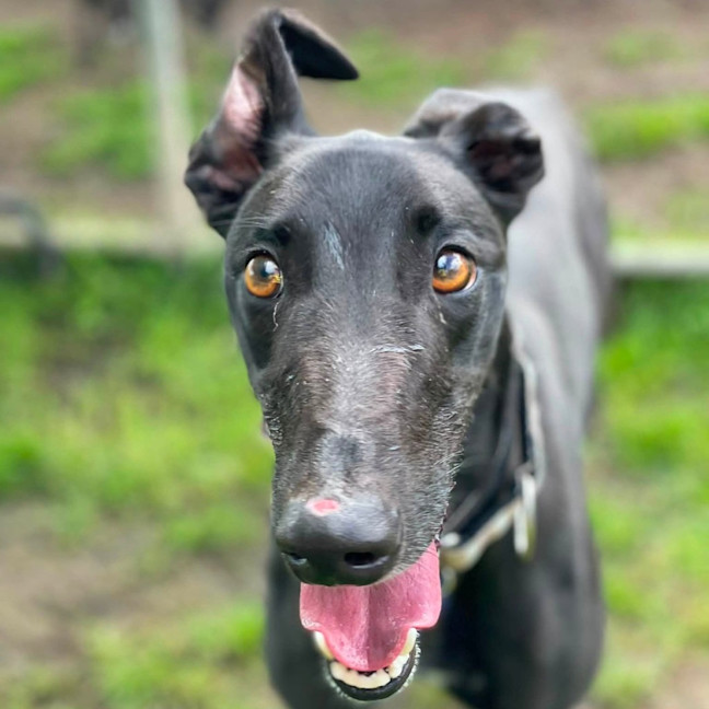 Photo of Silver The Greyhound