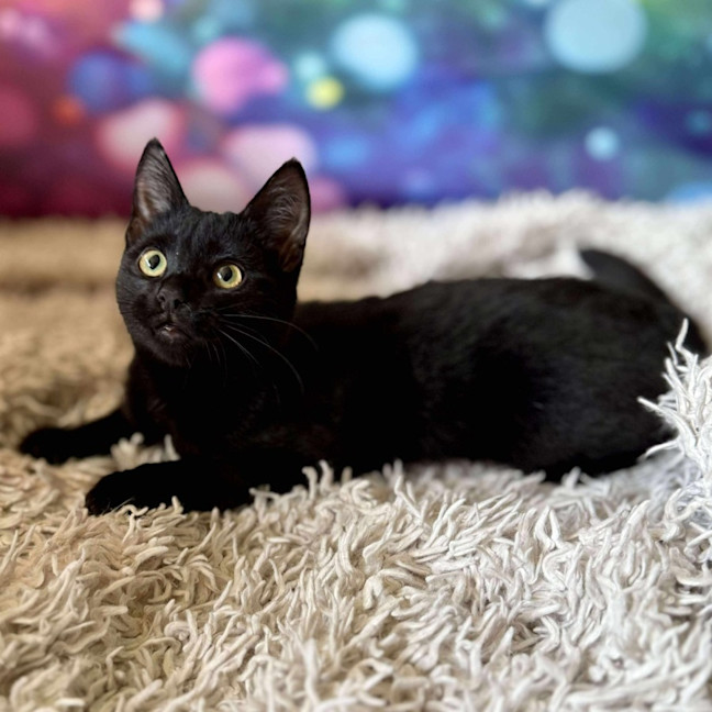 Photo of Vivienne (Located In Eltham North) 