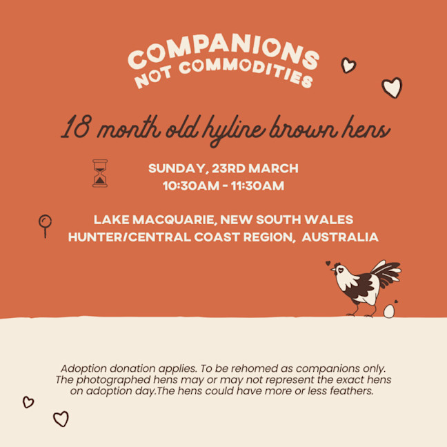 Photo of Rescue Hens