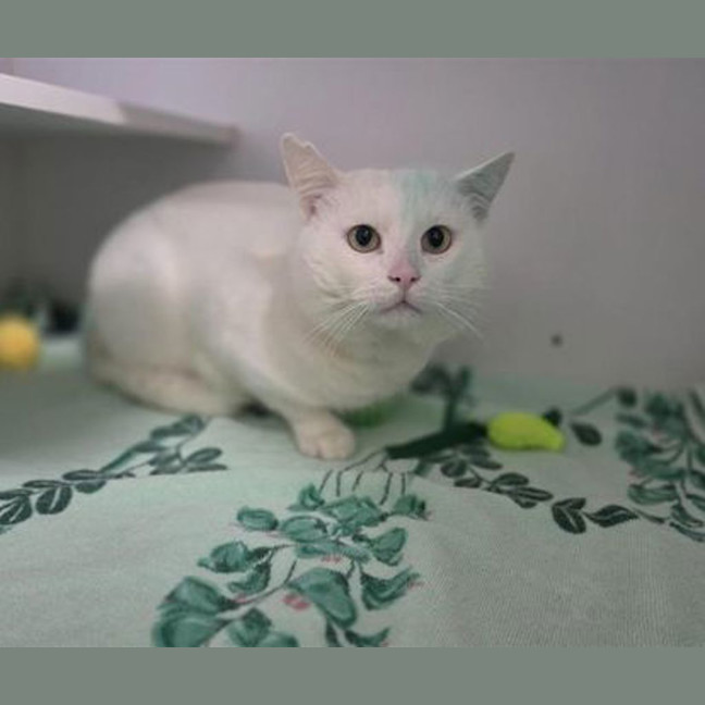 Photo of Snowball