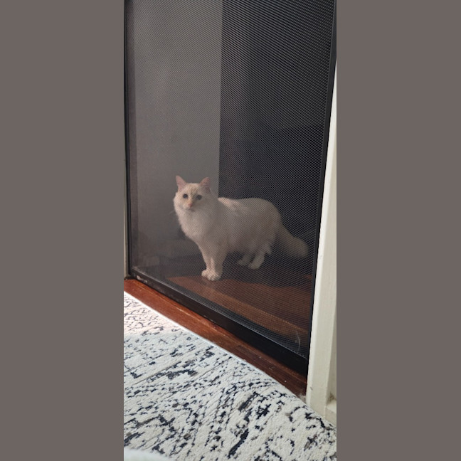 Photo of Bondi