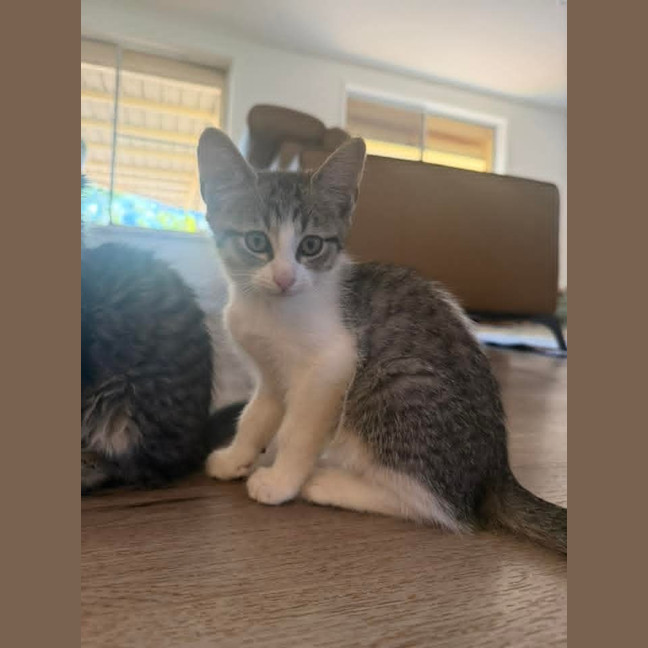 Photo of Chip