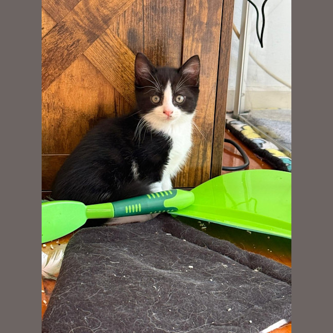 Photo of Pippin