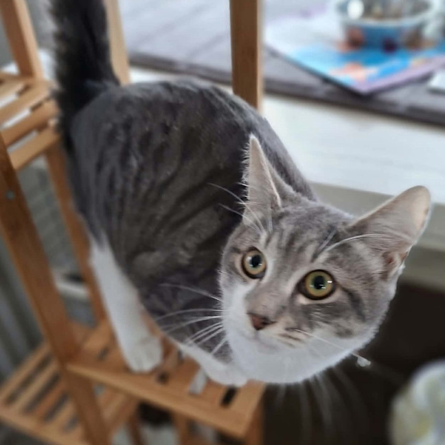 Photo of Buzz