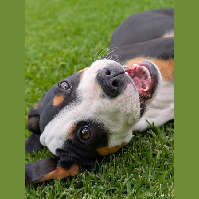 Photo of Romeo Foxtrot 