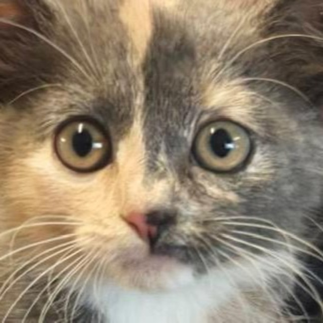 Photo of Speckles