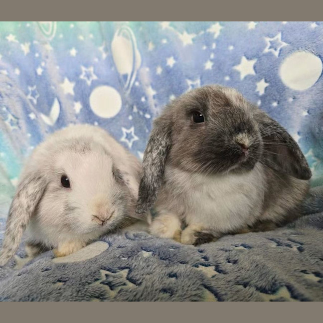 Photo of Pistachio & Truffle (Located Wantirna South) 