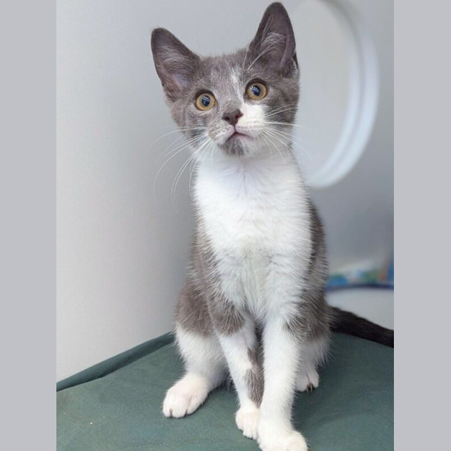Photo of Meeko