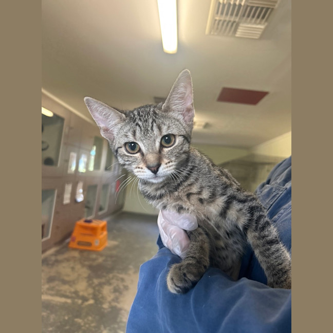 Photo of Nala