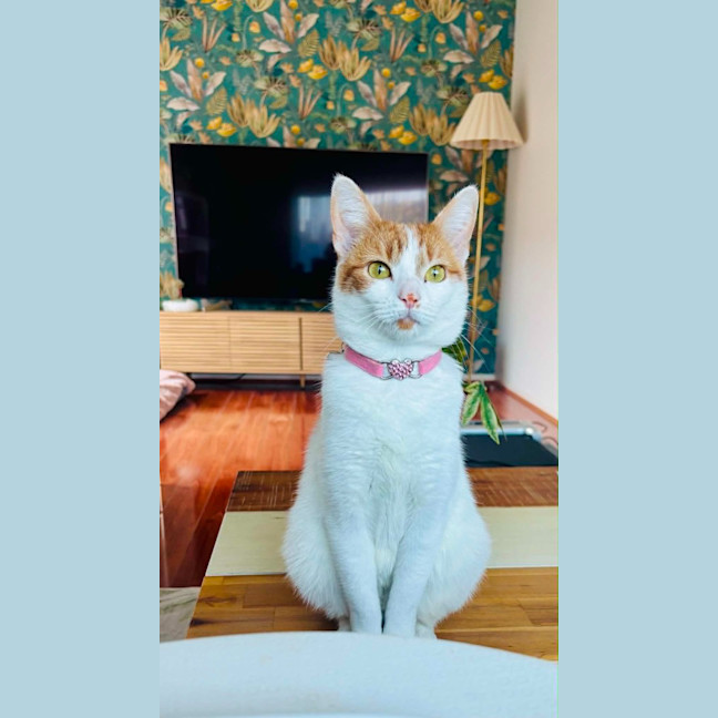 Photo of Miss Cashew Nutz