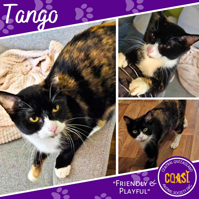 Photo of Tango
