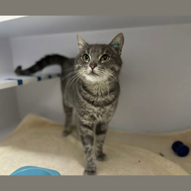 Photo of Olive