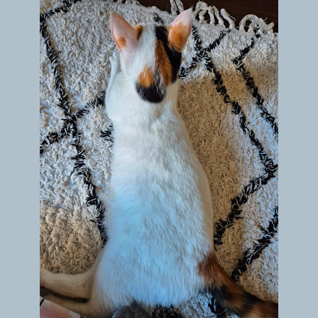 Photo of Mia Meet Me@Petstock Keysborough Store 