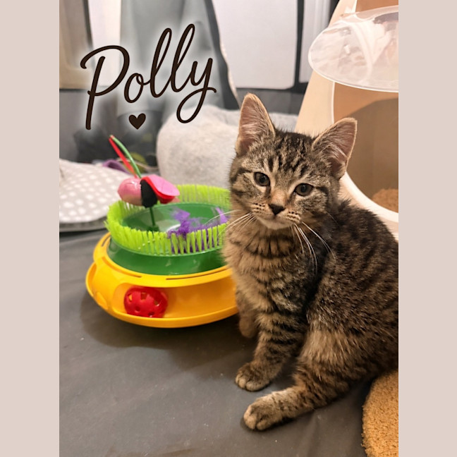 Photo of Polly