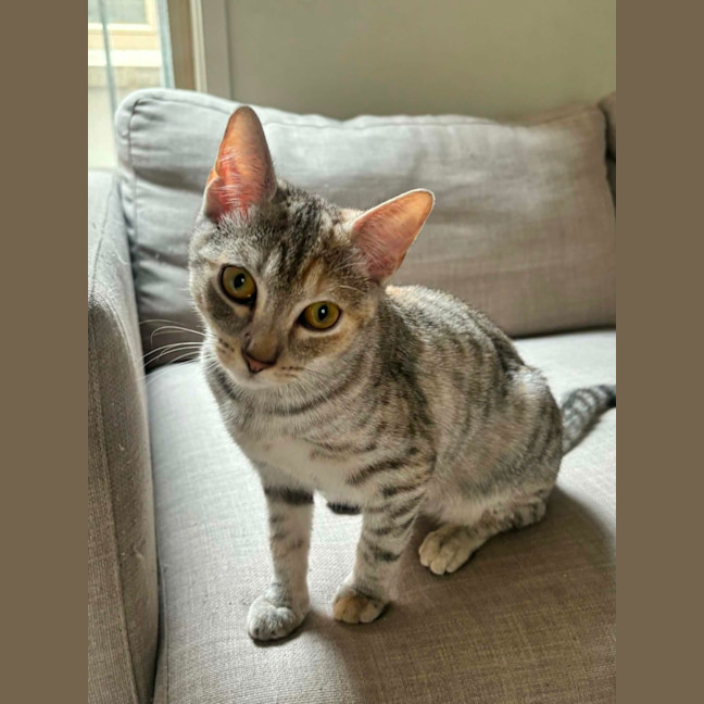 Photo of Talli   In Foster Care In Richmond