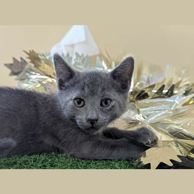 Photo of Grasshopper