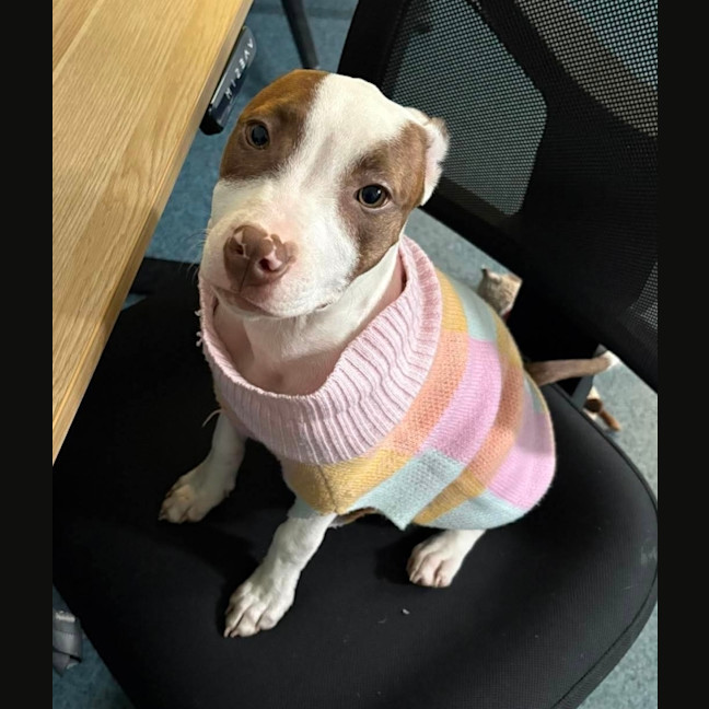Photo of Josie   4 Month Old American Staffy X