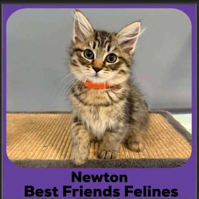 Photo of Newton 