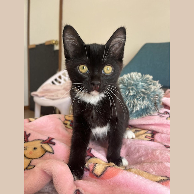 Photo of Nacho Available 19/11/24