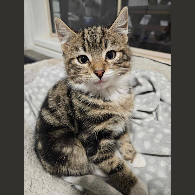 Photo of Lumi & Nova