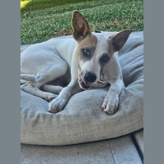 Photo of Molly   1 Year Old Australian Terrier X