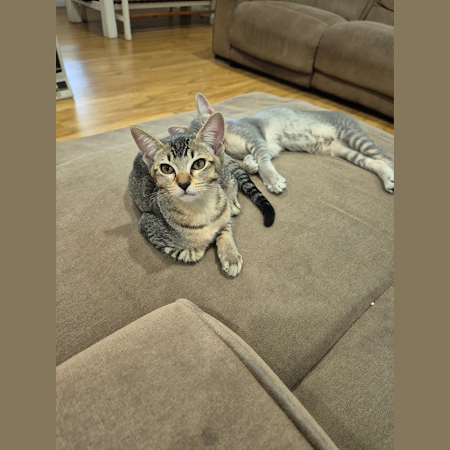 Photo of Cookie