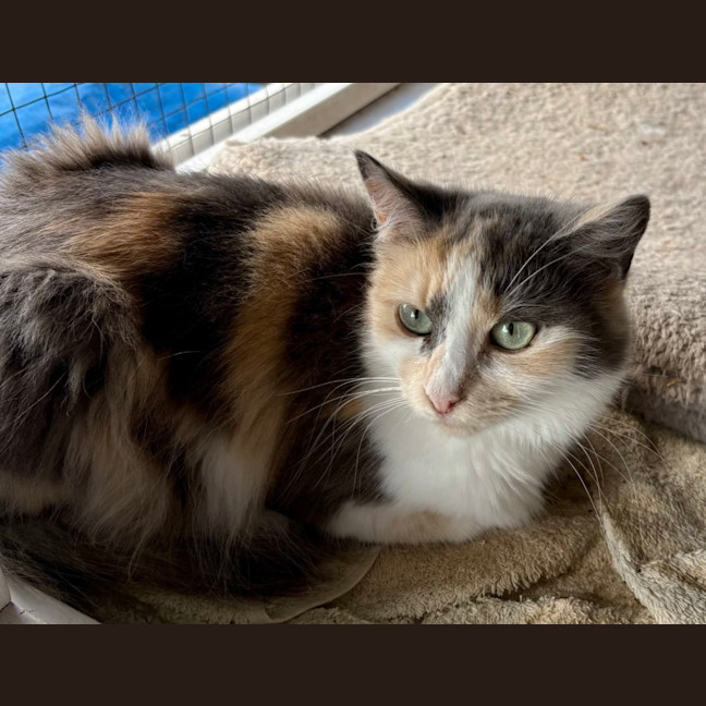 Photo of Nova