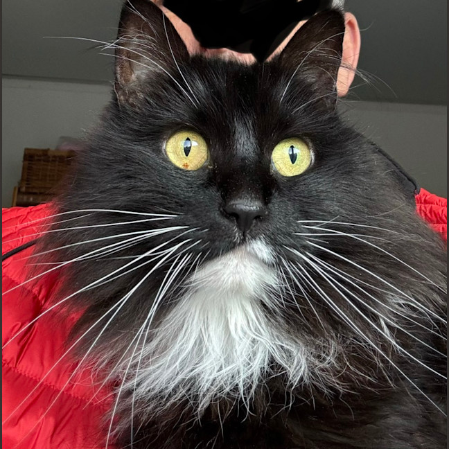 Photo of Nugget 