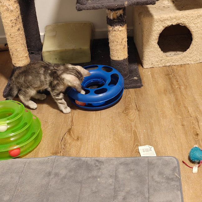 Photo of Kitten Bluebell