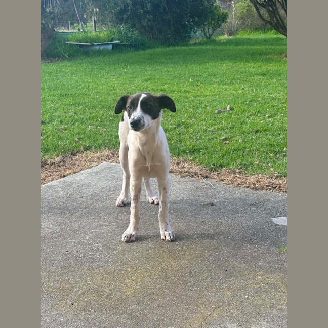 Photo of Daisy