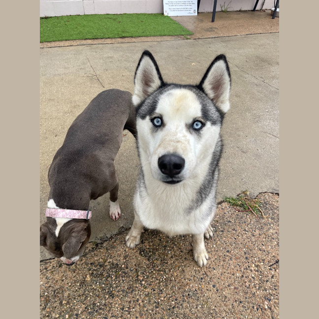 Photo of Cheeko