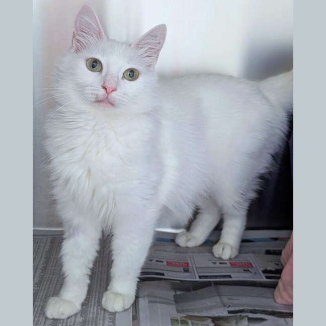 Photo of Willow