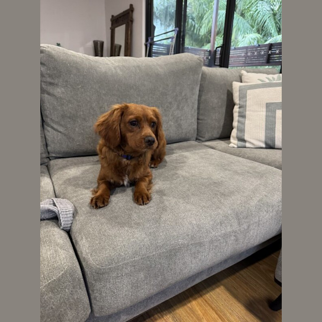 Photo of Hugo