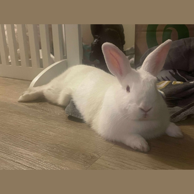 Photo of Happy Gizmo