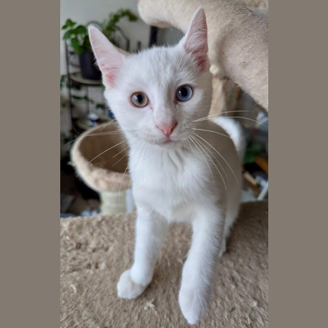 Photo of Blizzard